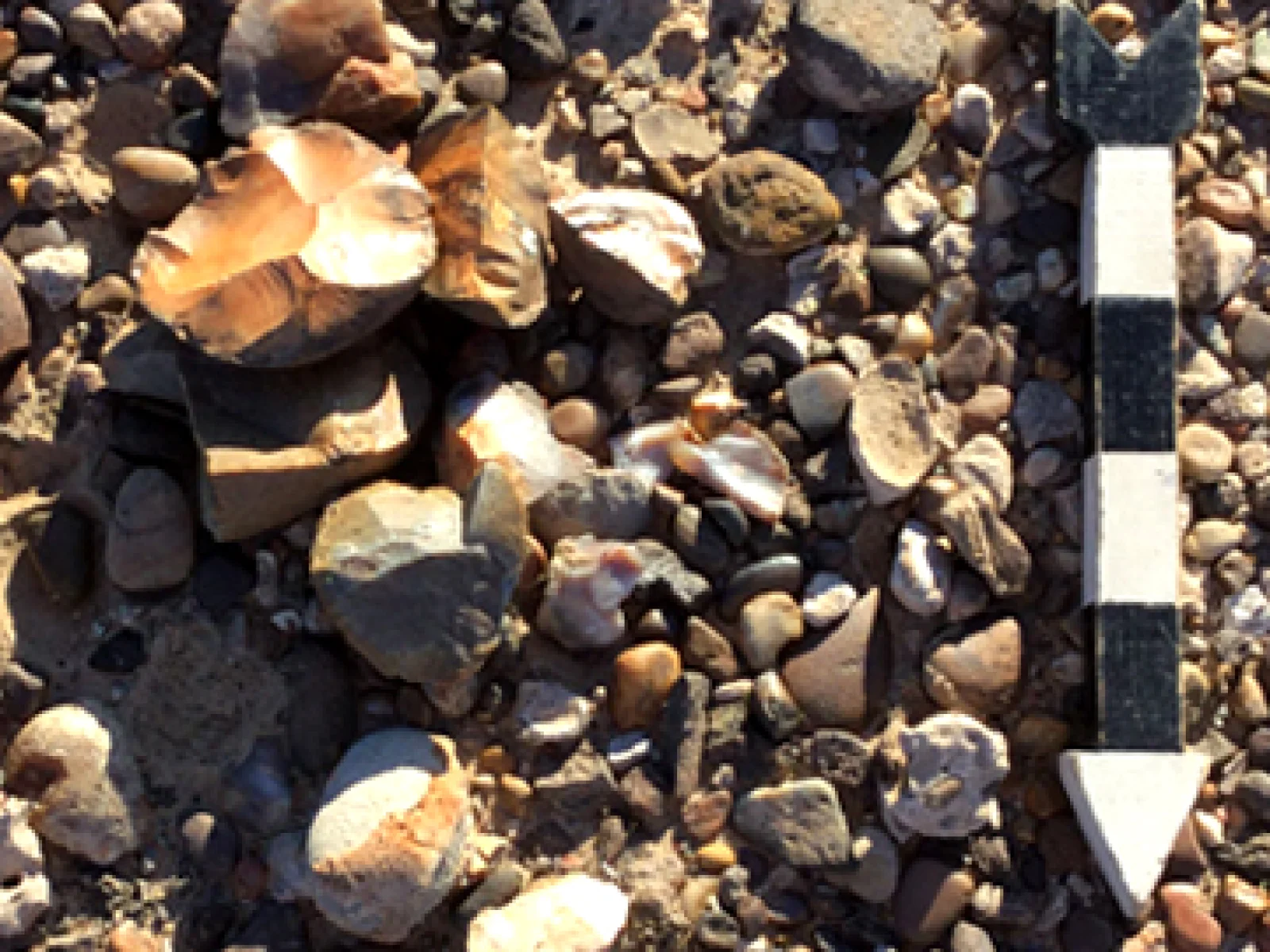 Fivemile Wash Survey